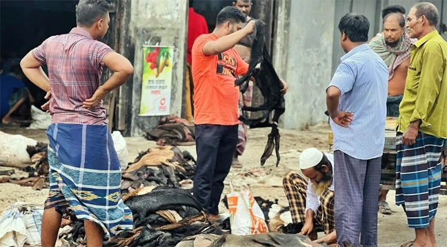 কোরবানির চামড়া বিক্রিতে মৌসুমি ব্যবসায়ীদের লোকসান, দাম নির্ধারণে ভোগান্তি