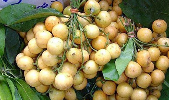 লোভনীয় ফল লটকন: স্বাস্থ্যের জন্য কতটা উপকারী এবং কাদের এড়িয়ে চলা উচিত?