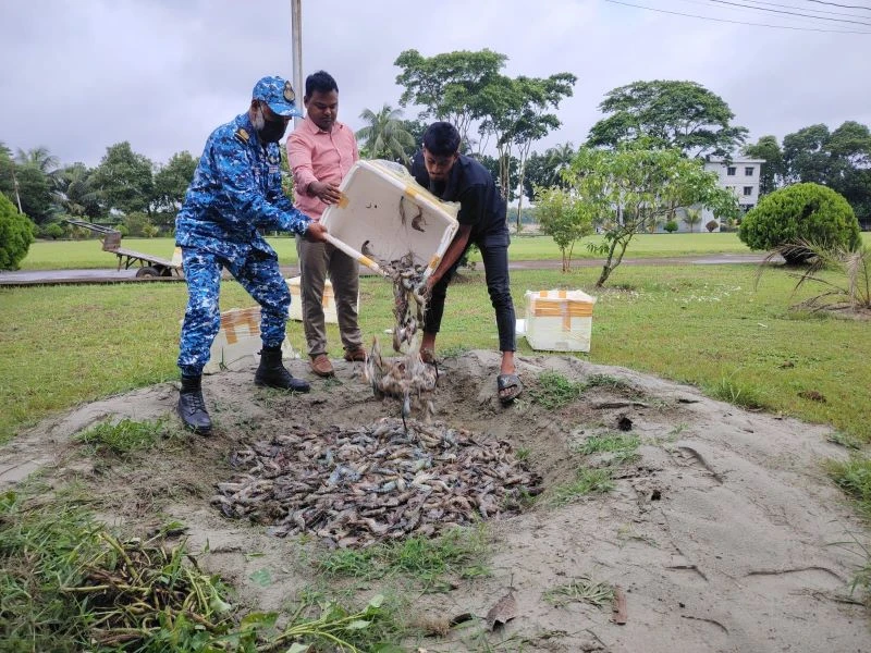 চাঁদপুরে ৪৫ মণ জেলিযুক্ত চিংড়ি জব্দ