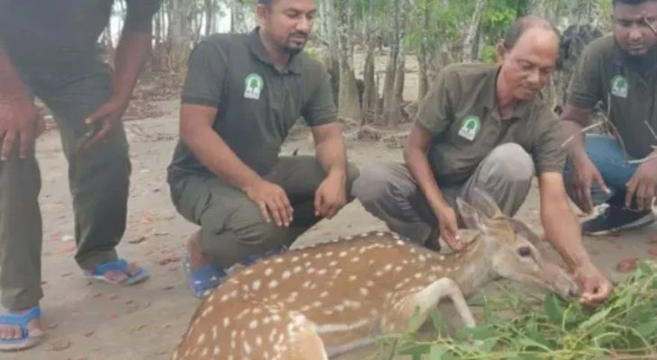  বিশ্ব ঐতিহ্য সুন্দরবনে অসুস্থ চিত্রা হরিণকে চিকিৎসা দিলেন বনরক্ষীরা