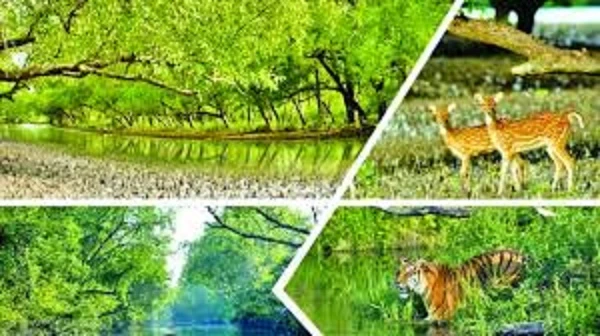 বাংলাদেশের প্রাণের ম্যানগ্রোভ বন বিশ্ব ঐতিহ্য সুন্দরবন প্রকৃতির এক অনন্য রত্ন