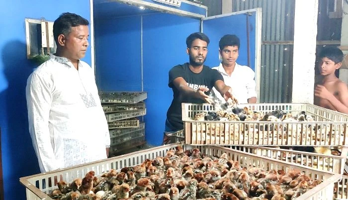 হাঁস-মুরগির বাচ্চা ফুটিয়ে ভাগ্যের চাকা ঘুরিয়েছেন সরিষাবাড়ীর সফল উদ্যোক্তা রঞ্জু