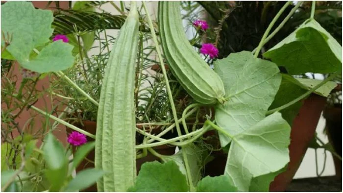 ঝিঙা খেলে ৯টি  উপকার হয়, জানুন কিকি?