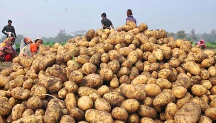 হিমাগারে আলুর সর্বনিম্ন দাম বেঁধে দিলো সরকার