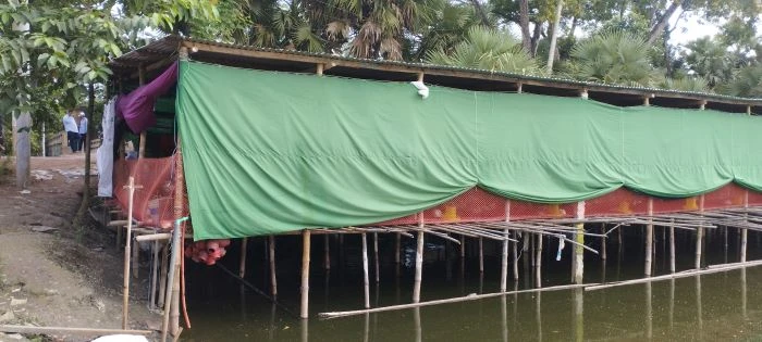 কুমিল্লায় নিচে ফিশারি উপরে মুরগির খামার, ঝুঁকিতে জনস্বাস্থ্য