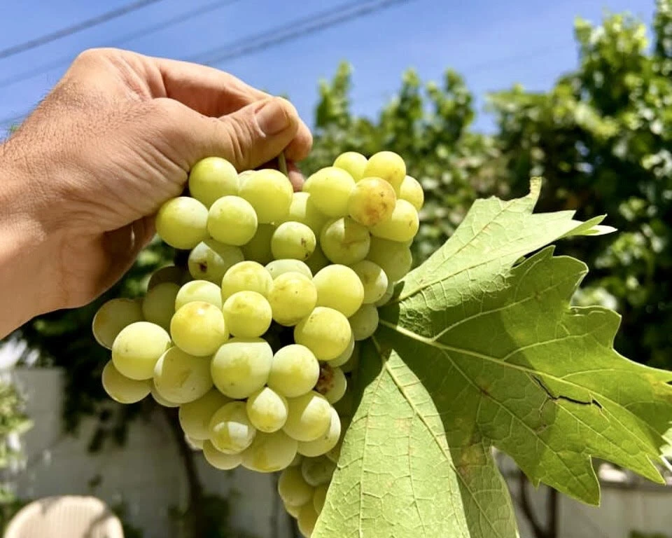 ইরানের কৃষি পণ্য রপ্তানি ৩২ শতাংশ বেড়েছে