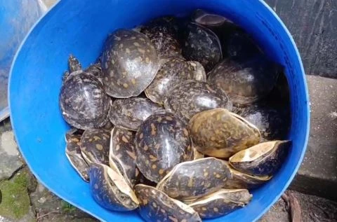 নোয়াখালীতে ৪২৫ কচ্ছপ উদ্ধার