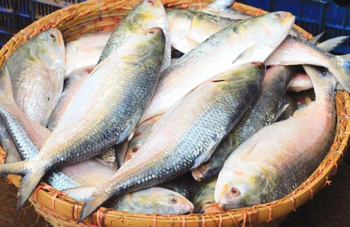 ইলিশের লাগামহীন দাম, মূল্য বেঁধে দেওয়ার সুপারিশ ট্যারিফ কমিশনের