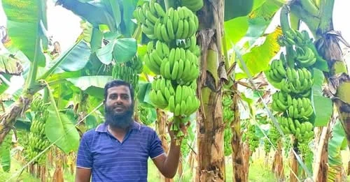 বাগেরহাটে  জি-নাইন কলা চাষে ভাগ্যবদল, এখন এলাকার অনুপ্রেরণা