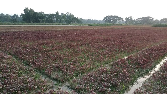 লাল চাদরে ঢাকা যেন গোমতী নদীর চর