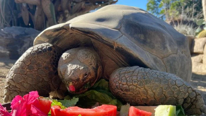 ১৪১ বছরের কচ্ছপ গ্রাম্মাকে কেন হত্যা করা হলো?