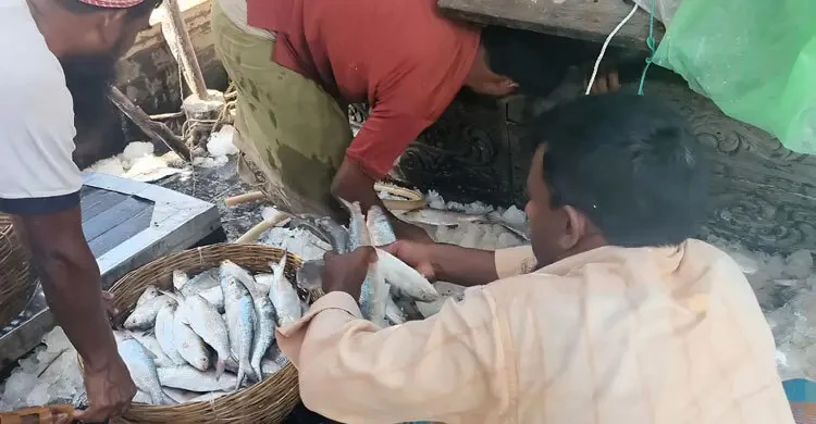 সাগরে জালের টানে সোনালি সৌভাগ্য: একসঙ্গে ধরা ১৭০ মণ ইলিশ, দাম অর্ধকোটি টাকা