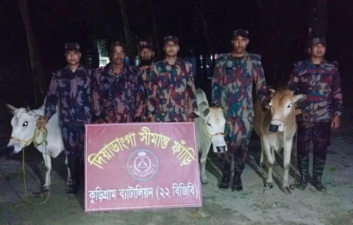 বিজিবির বিশেষ অভিযানে কুড়িগ্রামে ভারতীয় মদ ও গরু উদ্ধার