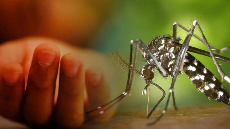 আরও ভয়াবহ হতে পারে ডেঙ্গু পরিস্থিতি, বৈজ্ঞানিক পদ্ধতিতে মশা নিয়ন্ত্রণের তাগিদ