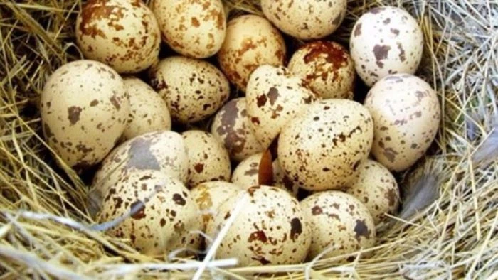 প্রতিদিন সকালে কোয়েলের ডিম খাওয়ার ৭টি উপকারিতা