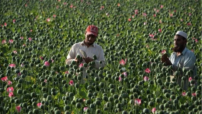 পপি বীজ কি, কেন বাংলাদেশে নিষিদ্ধ এই গাছ ও কোথায় বেশি চাষ হয়