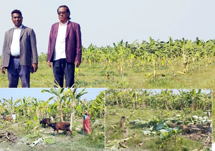 স্থানীয় একটি চক্র পরিকল্পিতভাবে ১০ হাজার কলাগাছ ধ্বংস করেছে পদ্মার চরে