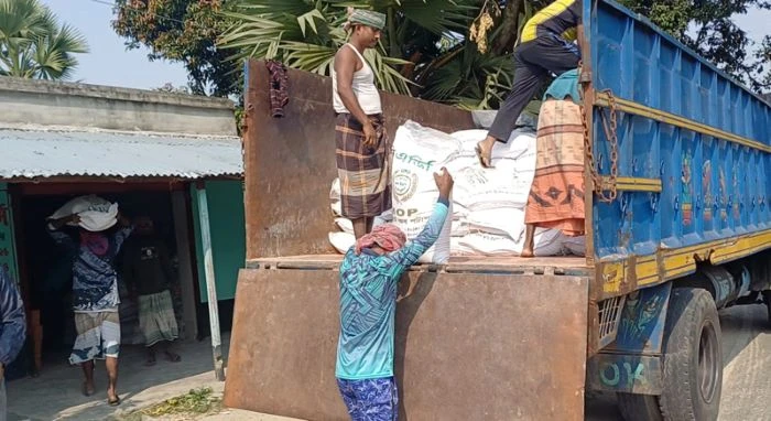 তানোরে সারের কৃত্রিম সংকট, সিন্ডিকেটে বিপর্যস্ত আলু চাষ