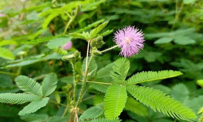পাইলস থেকে ডায়াবেটিস, চুল পড়া: বহু রোগেই উপকারী যে গাছ