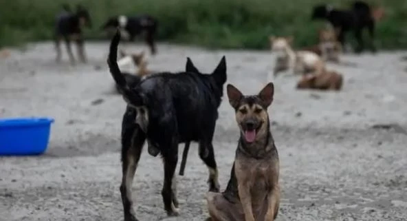 বাংলাদেশে পথকুকুর বা বিড়াল হত্যায় কী শাস্তি রয়েছে?