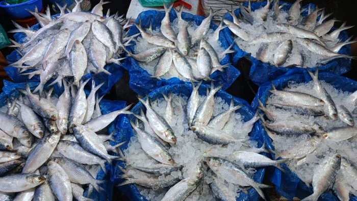 বাইপাইল মৎস্য আড়তে ইলিশের সরবরাহ বৃদ্ধি, কেজিতে দাম কমেছে ১ হাজার টাকা