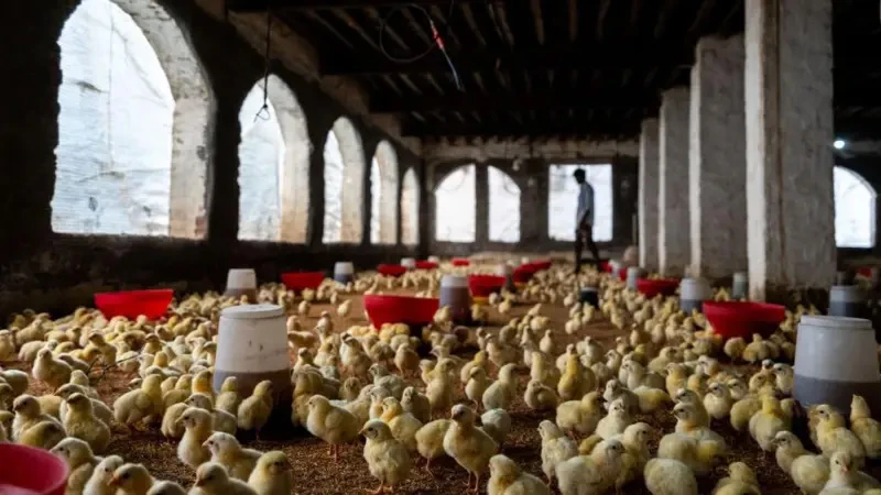 বার্ড ফ্লু কীভাবে মানুষের মধ্যে ছড়িয়ে পড়তে পারে- ধারণা দিলেন বিজ্ঞানীরা