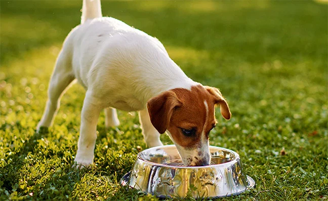 কুকুরকে পানি পান করিয়ে আল্লাহর ক্ষমা পেয়েছিলেন যে নারী