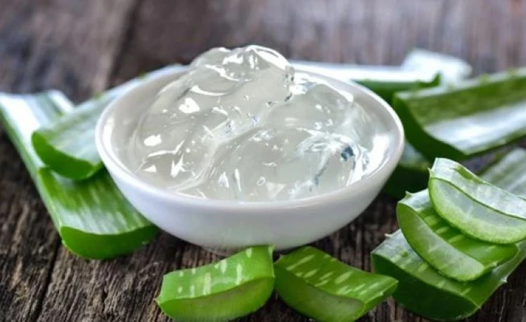 শীতের রুক্ষ চুলে প্রাণ ফেরাতে অ্যালোভেরা