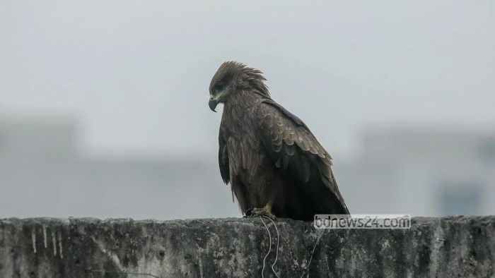 শৈত্যপ্রবাহ নেই, তবে কেন এত শীত? কারণ জানাল আবহাওয়া অফিস