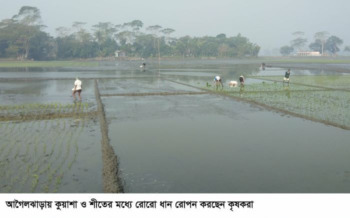 প্রচণ্ড শীত উপেক্ষা করে আবাদে ব্যস্ত সময় পার করছে আগৈলঝাড়ার বোরো চাষীরা