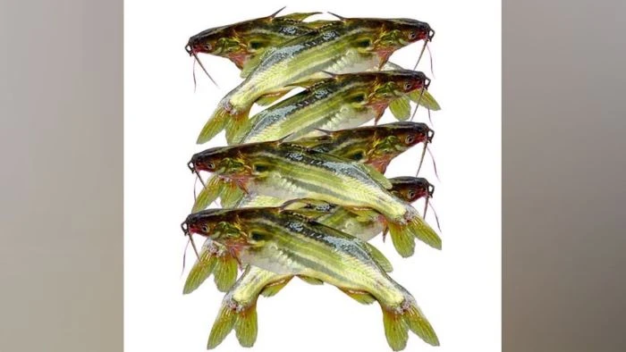 যে কারণে শিশু থেকে বৃদ্ধ ট্যাংরা মাছ খাওয়া উচিত