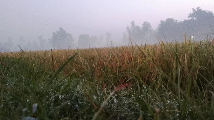 দেশজুড়ে শীত ও কুয়াশা অব্যাহত থাকবে: আবহাওয়া অধিদপ্তর