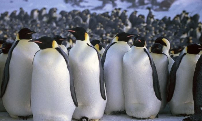 পেঙ্গুইনদের স্পর্শ করা কেন বিপজ্জনক