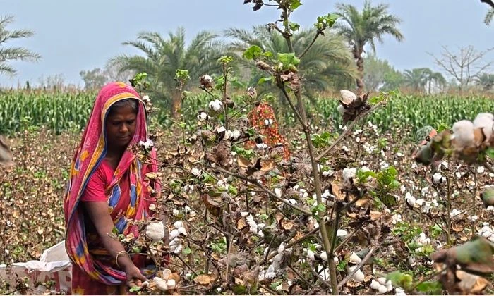 চুয়াডাঙ্গায় ৪৬০০ হেক্টরে তুলার বাম্পার আবাদ, উৎপাদনের বাজারমূল্য ছাড়াবে ১০৫ কোটি টাকা
