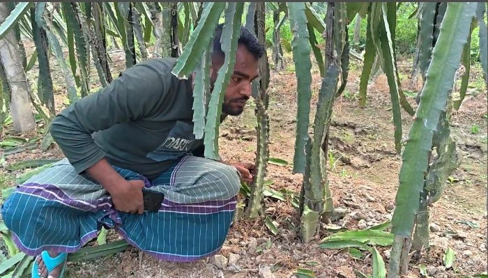 জীবননগরে ড্রাগন বাগান কেটে ফেলার মামলায় ২ নম্বর আসামি সাব্বির গ্রেফতার
