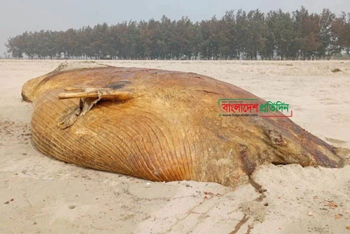 কুতুবদিয়ার অলী পাড়ায় পাঁচ দিন ধরে পড়ে আছে মৃত তিমি