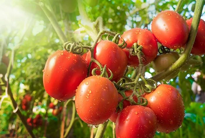 টমেটো খেলে শরীরে যেসব উপকার মিলে