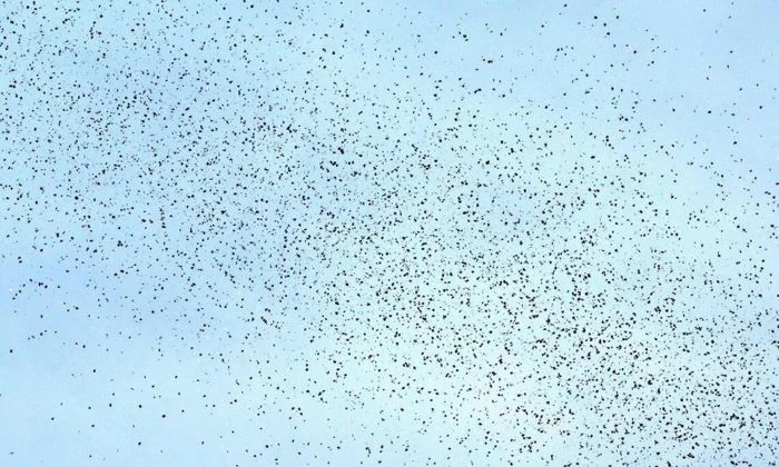 বিস্ফোরণের পর লেবাননের আকাশে লিফলেট ছুঁড়ল ইসরায়েল, কি লিখা ছিল লিফলেটে