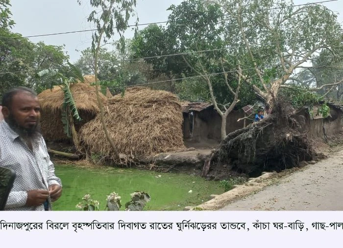 বিরলে হঠাৎ ঘূর্ণিঝড়েরর তান্ডবে কাঁচা ঘর-বাড়ি, গাছ-পালা ও ফসলের ব্যপক ক্ষতি হয়েছে