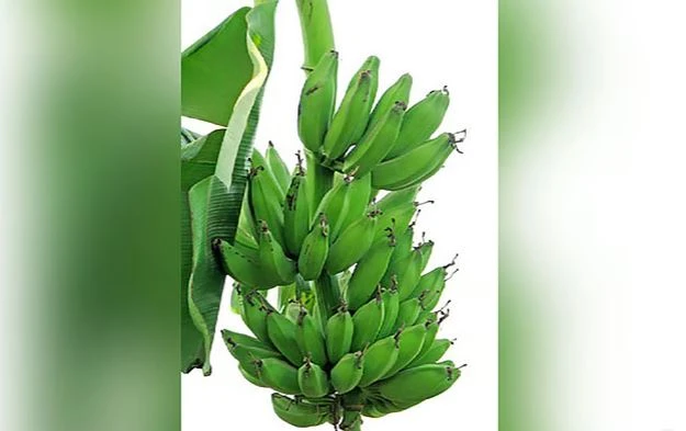 সব শাকসবজিকে ছাড়িয়ে উৎপাদনে শীর্ষে কাঁচকলা