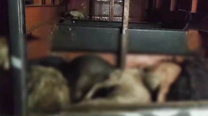 পশুর প্রতি নিষ্ঠুরতা: বাসের বক্সে দমবন্ধ হয়ে ৪৭ ছাগলের মৃত্যু