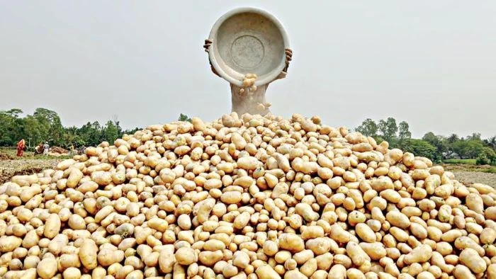 ভিয়েতনামে আলু রপ্তানির অনুমোদন পেল বাংলাদেশ