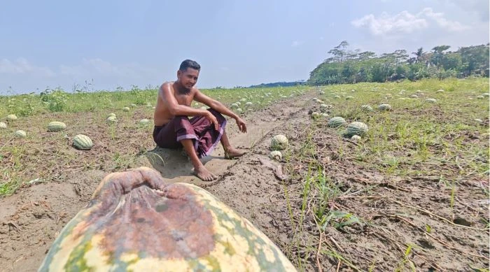 খেতেই নষ্ট তরমুজ, বাজারে ধস  মূলধন হারিয়ে দিশেহারা বাউফলের চাষিরা