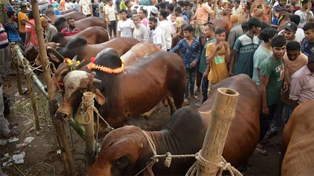 রাজধানীতে এবার কোরবানির পশুর হাট বসবে ২৬টি