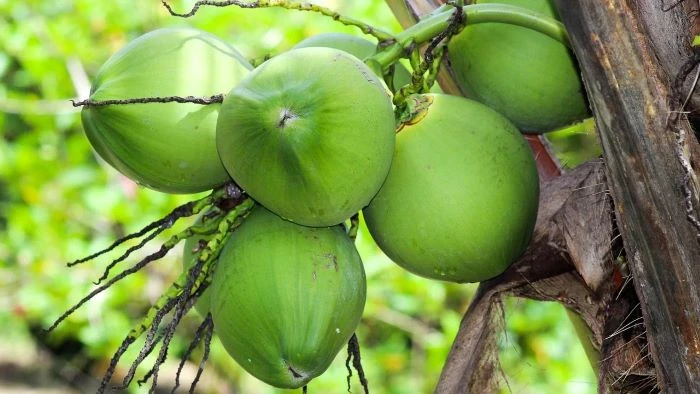 ৩০ দিন ডাবের পানি পান করলে শরীরে কী পরিবর্তন আসে? জানুন উপকারিতা