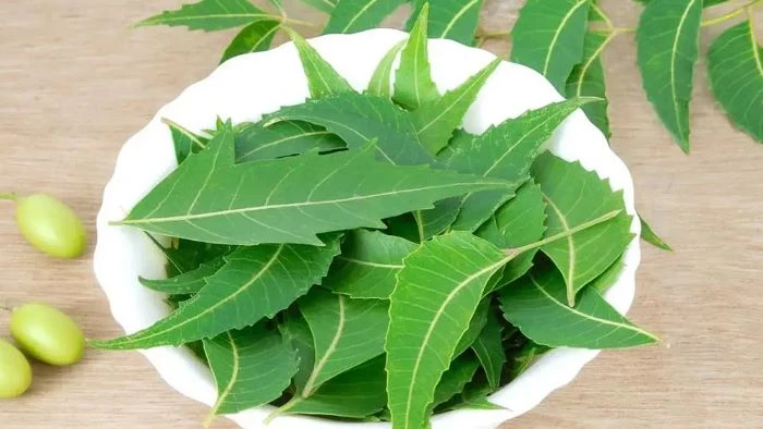 নিম কি অগ্ন্যাশয়ের ক্যানসার প্রতিরোধে কার্যকর?