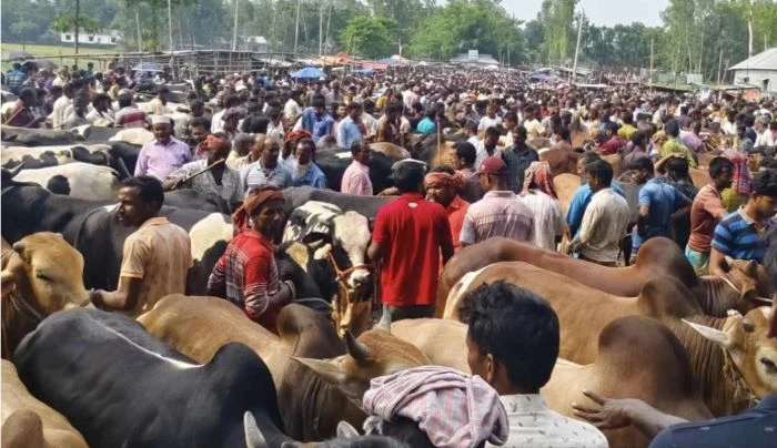 চট্টগ্রামে জমে উঠেছে কোরবানির পশুর হাট, চাহিদা বেশি মাঝারি-ছোট গরুর