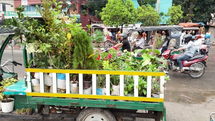 ফরিদপুরে জনপ্রিয় হয়ে উঠছে ভ্রাম্যমাণ গাছের ব্যবসা, সবুজ স্বপ্নে মেতে উঠছেন মানুষ