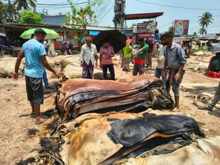 যশোরের রাজারহাটে চামড়ার দাম নিয়ে হতাশা, আবারও বাজার ধসের শঙ্কা