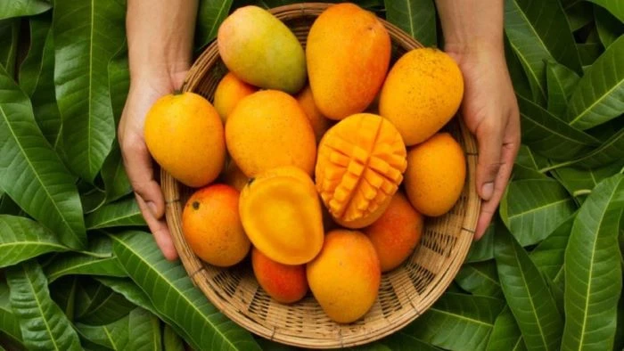 স্বাভাবিকভাবে পাকা আম চেনার ৫টি উপায় গুলো জানুন কি কি